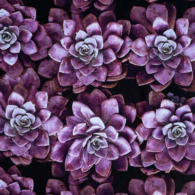 Digital bomuldsjersey med velvet purple rose